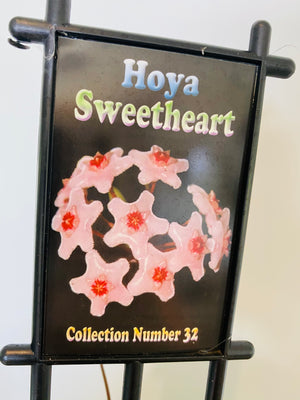 Hoya - Sweetheart Collection No. 32