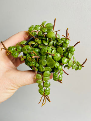 Peperomia prostrata - String of Turtles aka Jade Necklace