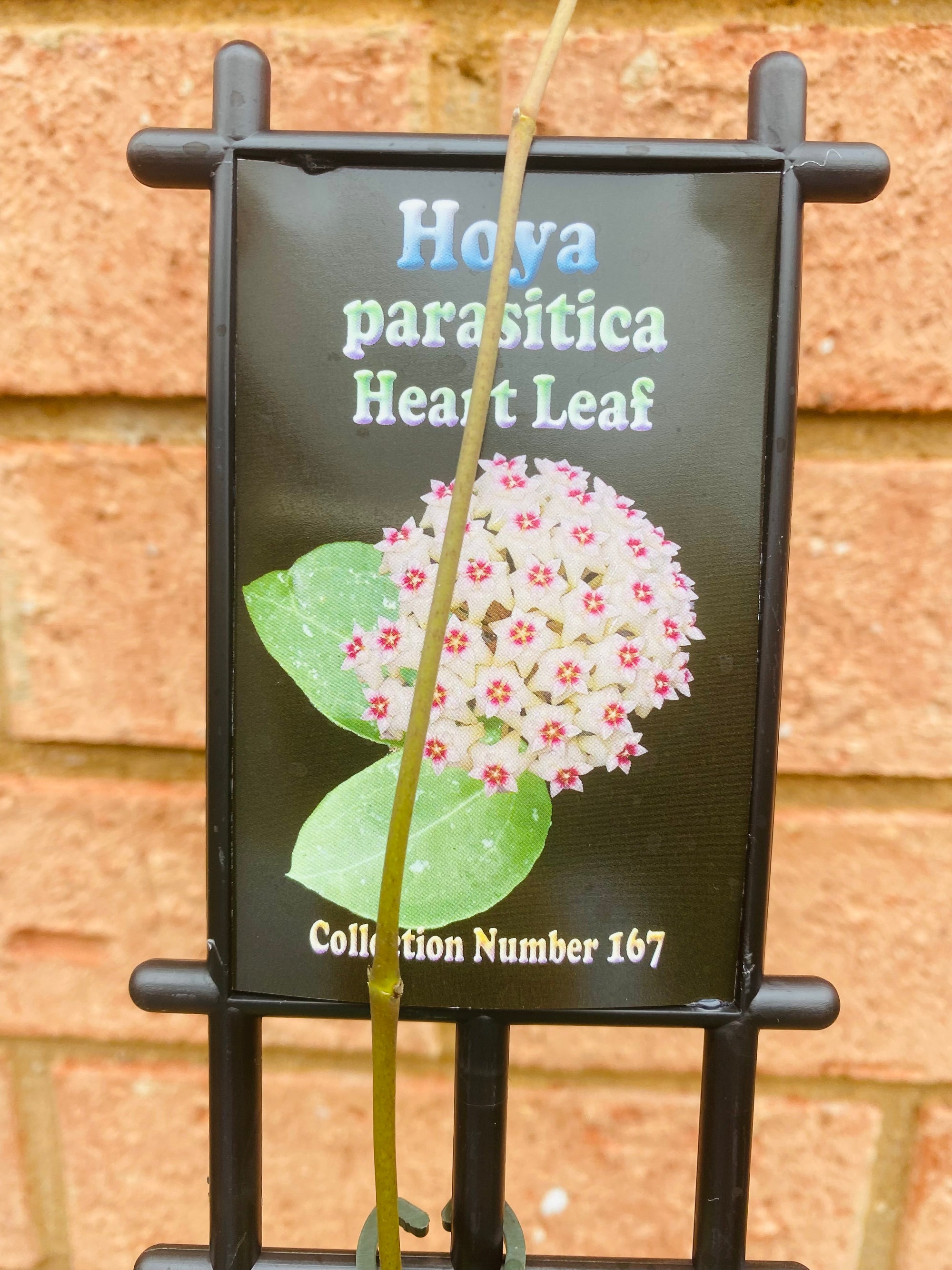Hoya - Parasitica Heart Leaf Collection No. 168