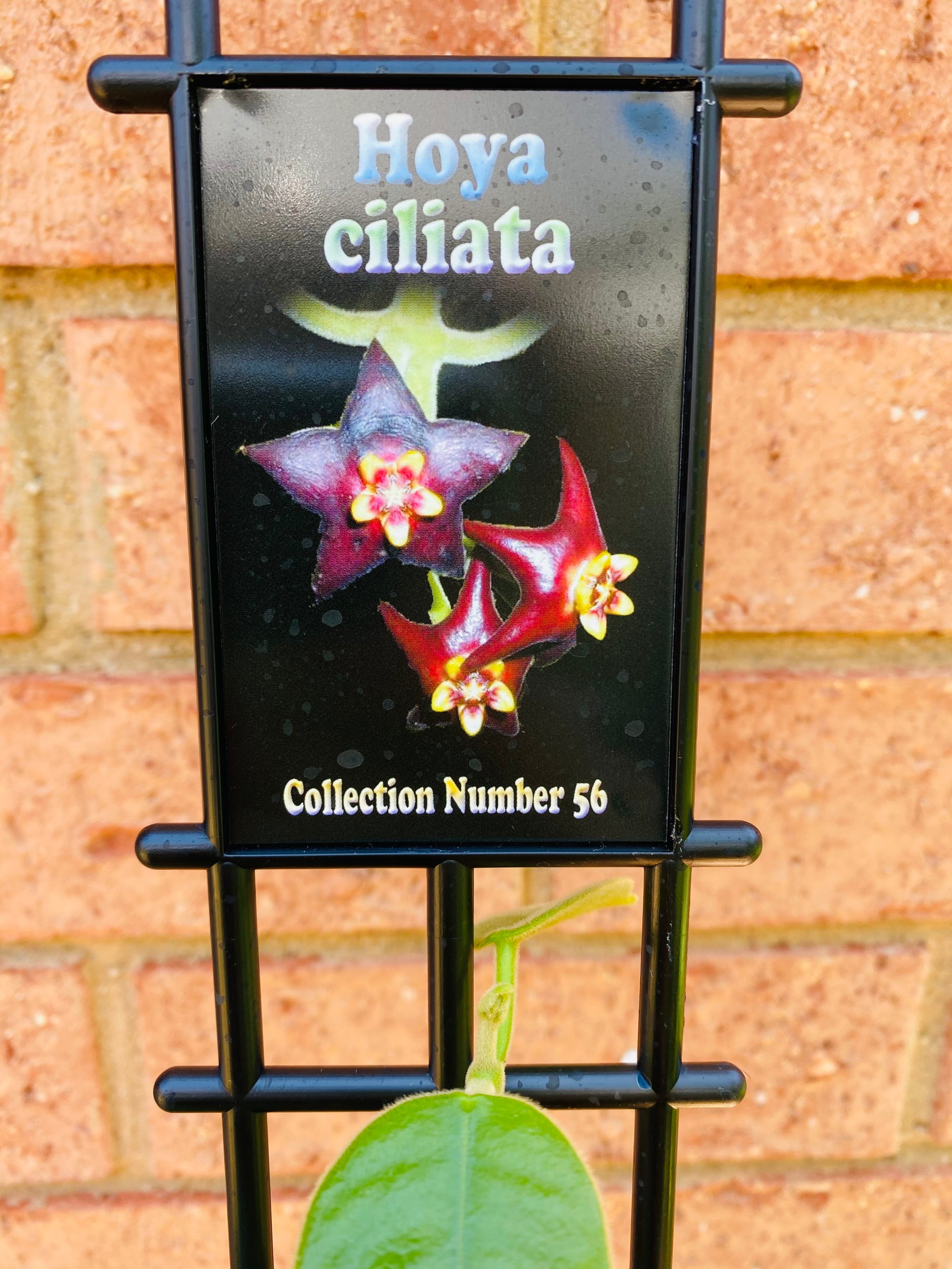 Hoya - Ciliata Collection No. 56