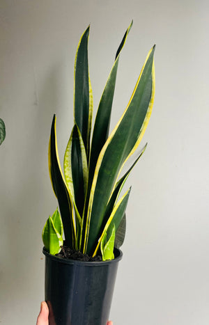 Sansevieria trifasciata - Black Gold