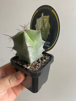 Stenocereus pruinosa - Grey Organ Pipe Cactus