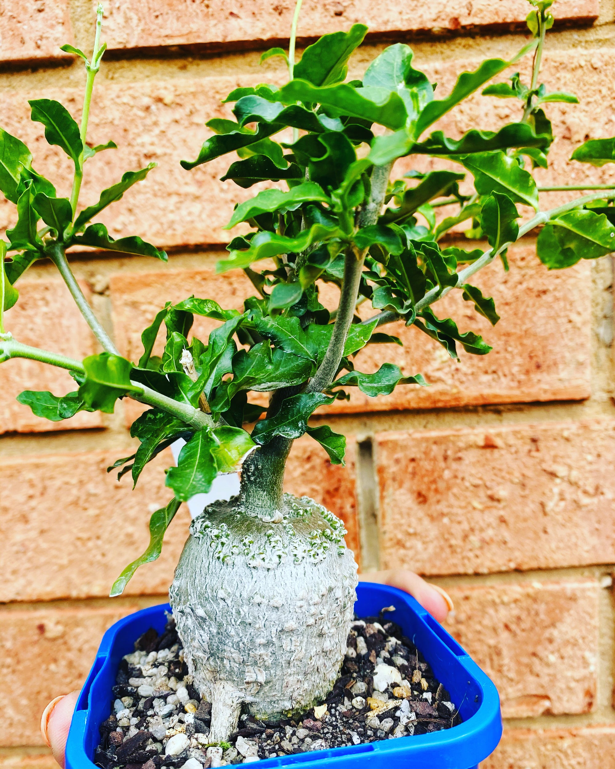 Fockea edulis - The Fat Plant aka Hottentot Bread