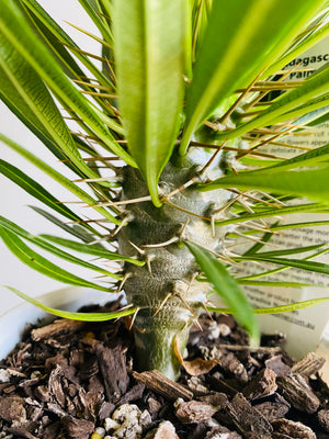 Pachypodium lamerei 'Madagascar Palm'