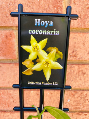 Hoya - Coronaria Collection No. 112