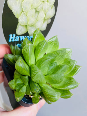 Haworthia cooperi