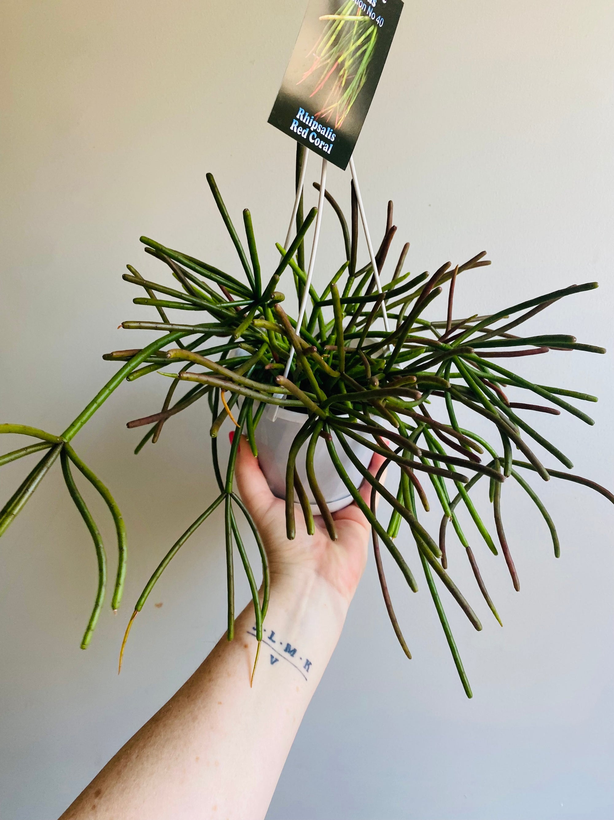 Rhipsalis Red Coral - Mistletoe Cactus Collection No. 40