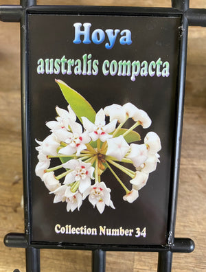 Hoya - Australis compacta Collection No. 34