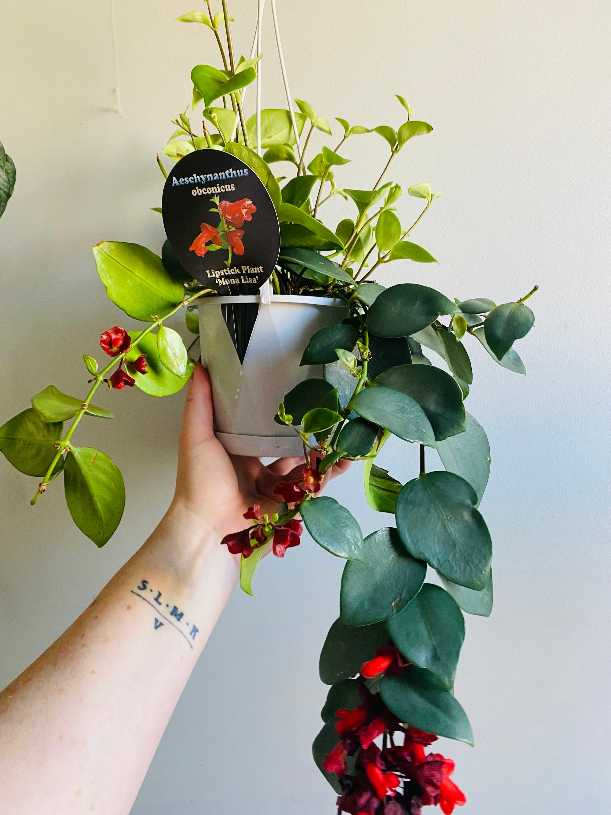 Lipstick Plant - Aeschynanthus obconicus 'Mona Lisa' (New Release)