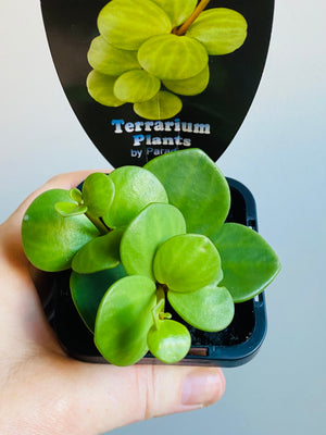 Peperomia Hope (deppeana x quadrifolia)