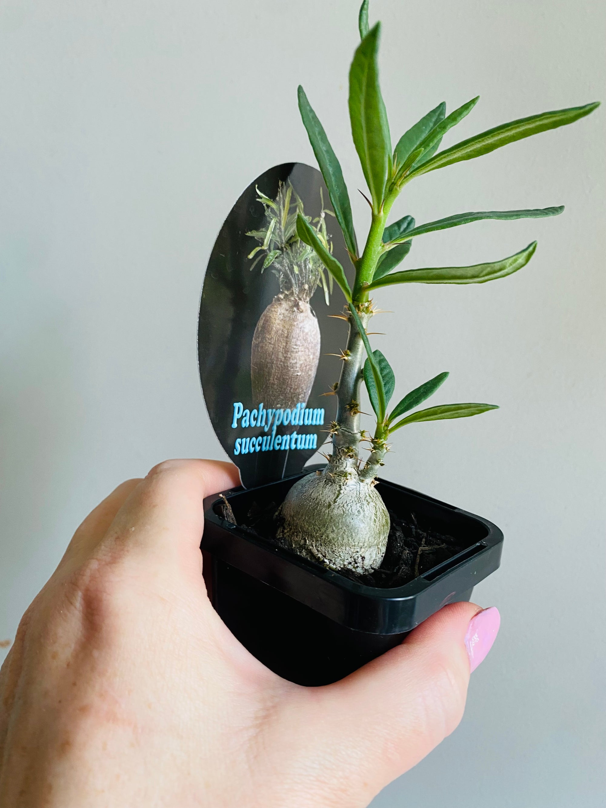 Pachypodium succulentum