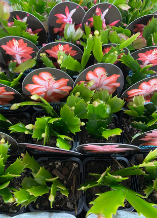 Schlumbergera Zygocactus varieties - 60mm Pot