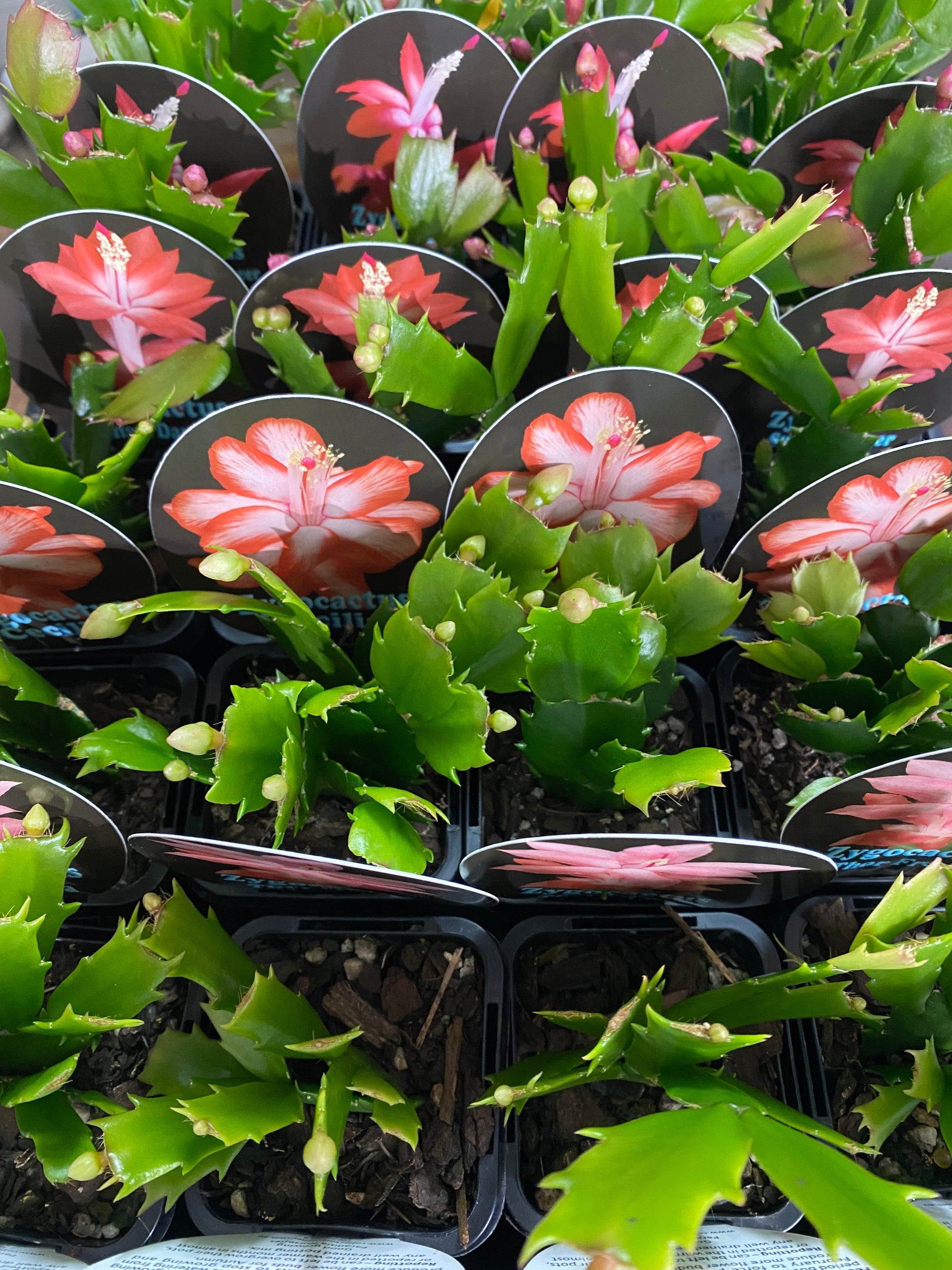 Schlumbergera Zygocactus varieties - 60mm Pot