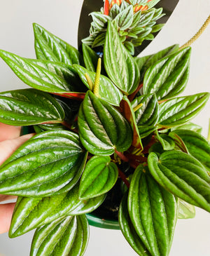 Peperomia - Paradisian Esmeralda