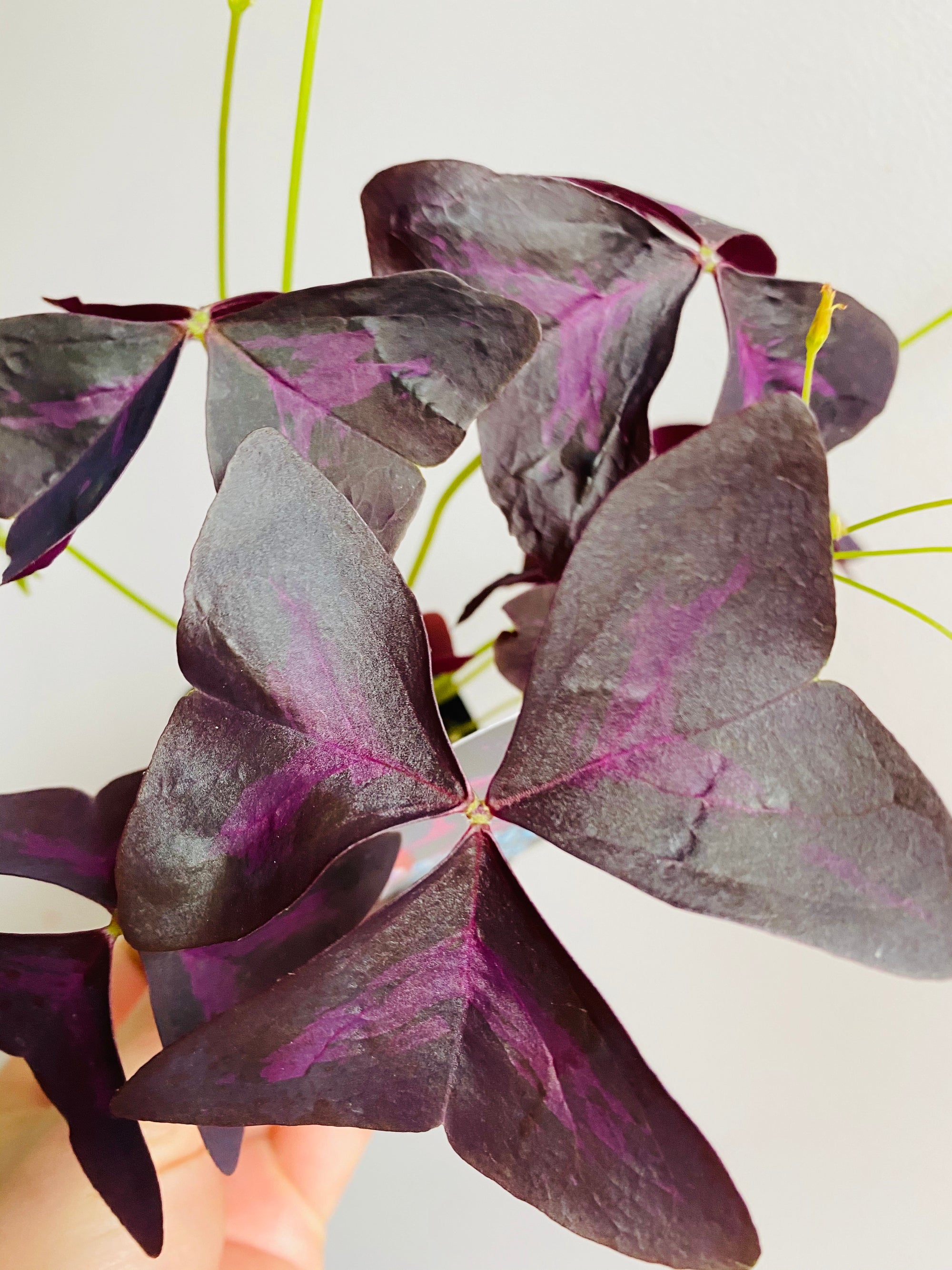 Oxalis Triangularus - Purple Shamrock