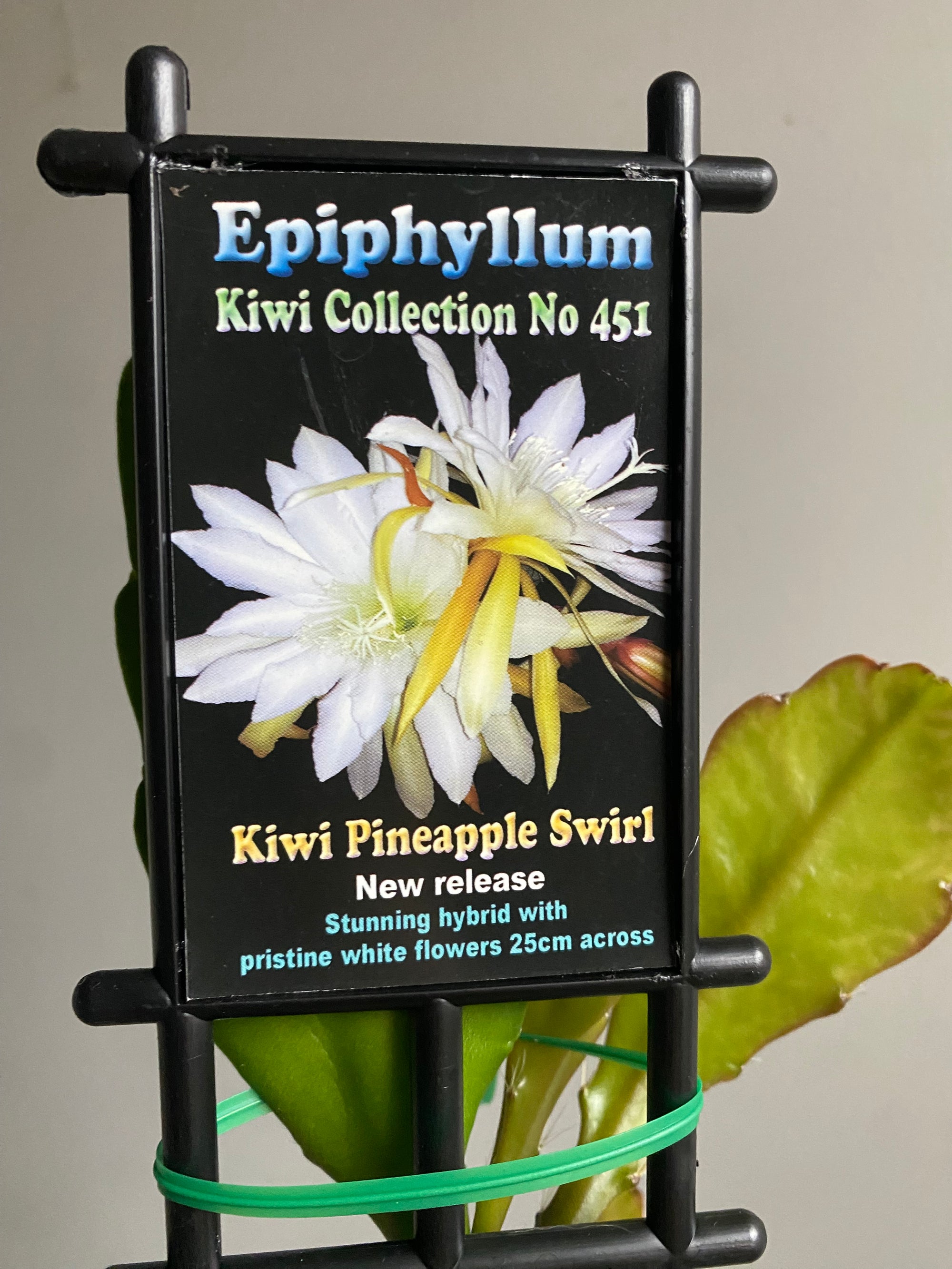 Epiphyllum 'The Orchid Cactus'- Kiwi Pineapple Swirl - Kiwi Collection No. 451