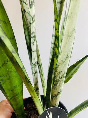 Sansevieria trifasciata -  Silver Princess