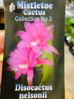 Rhipsalis Disocactus nelsonii - Mistletoe Cactus Collection No. 3