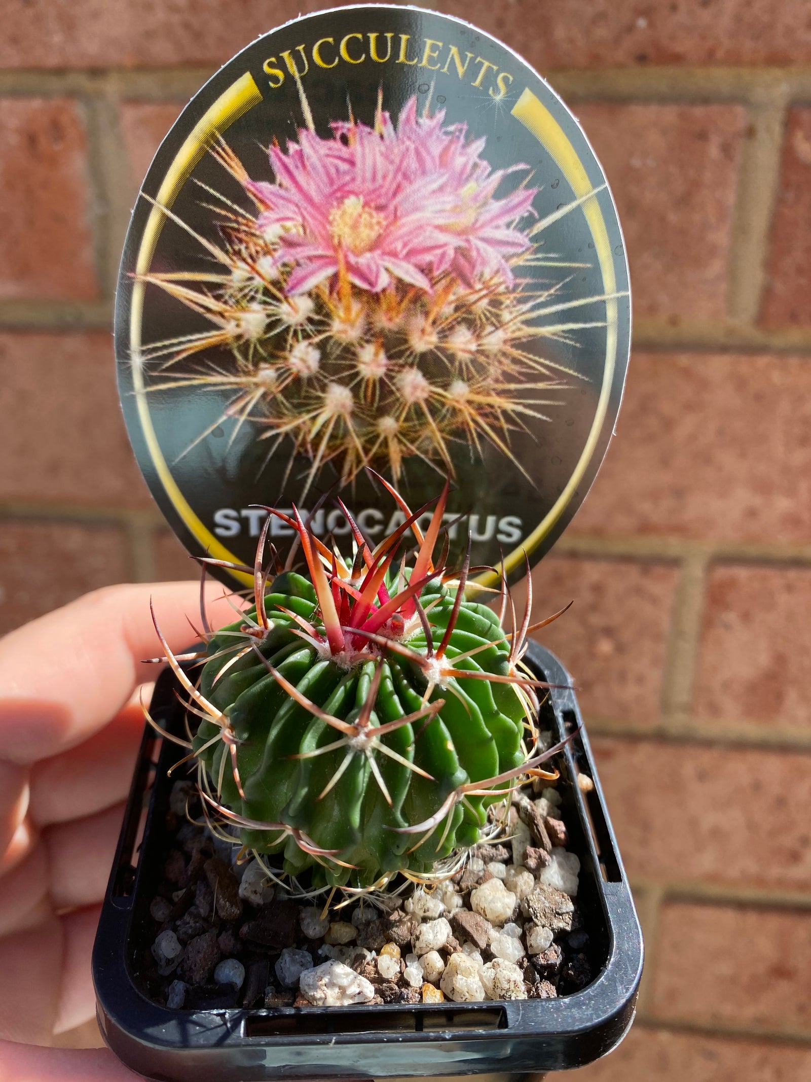 Stenocactus Echinofossulocactus species