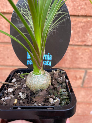 Beaucarnia recurvata 'Ponytail Palm'