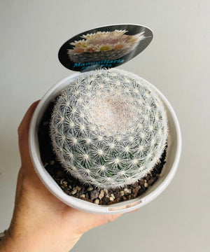Mammillaria candida - The Snowball Cactus