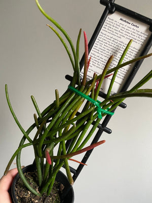 Rhipsalis Red Coral - Mistletoe Cactus Collection No. 40