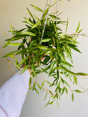 Hoya - Tsangii Variegata Collection No. 132