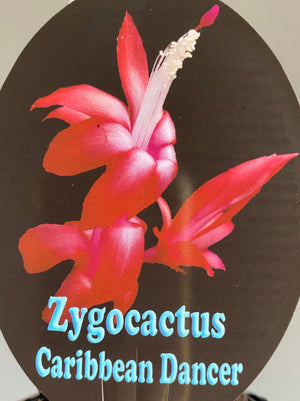 Schlumbergera Zygocactus varieties - 110mm Pot