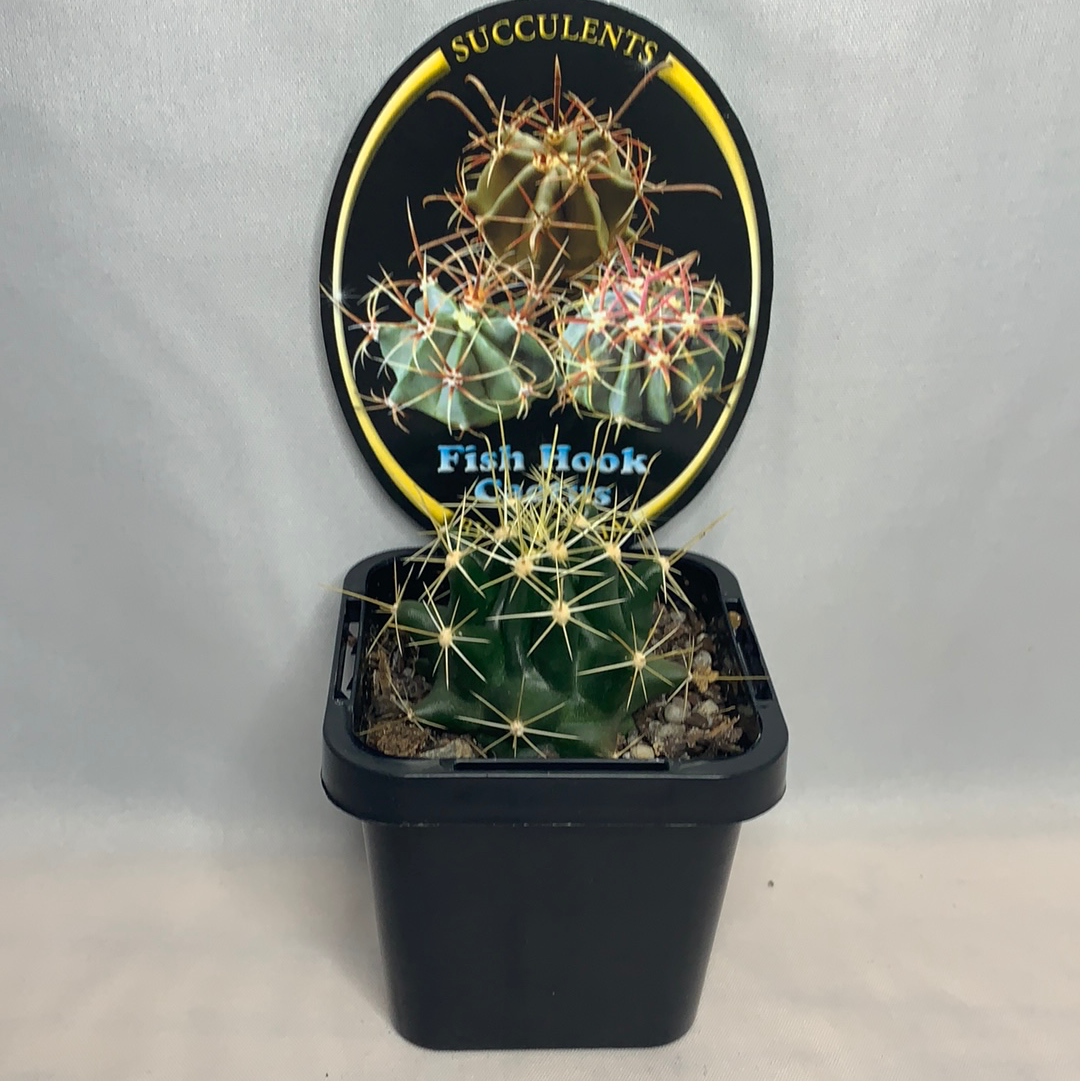 Ferocactus - Fish Hook Barrels