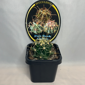 Ferocactus - Fish Hook Barrels