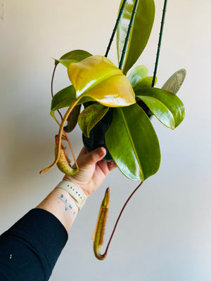 Nepenthes 'Miranda' - Pitcher Plant