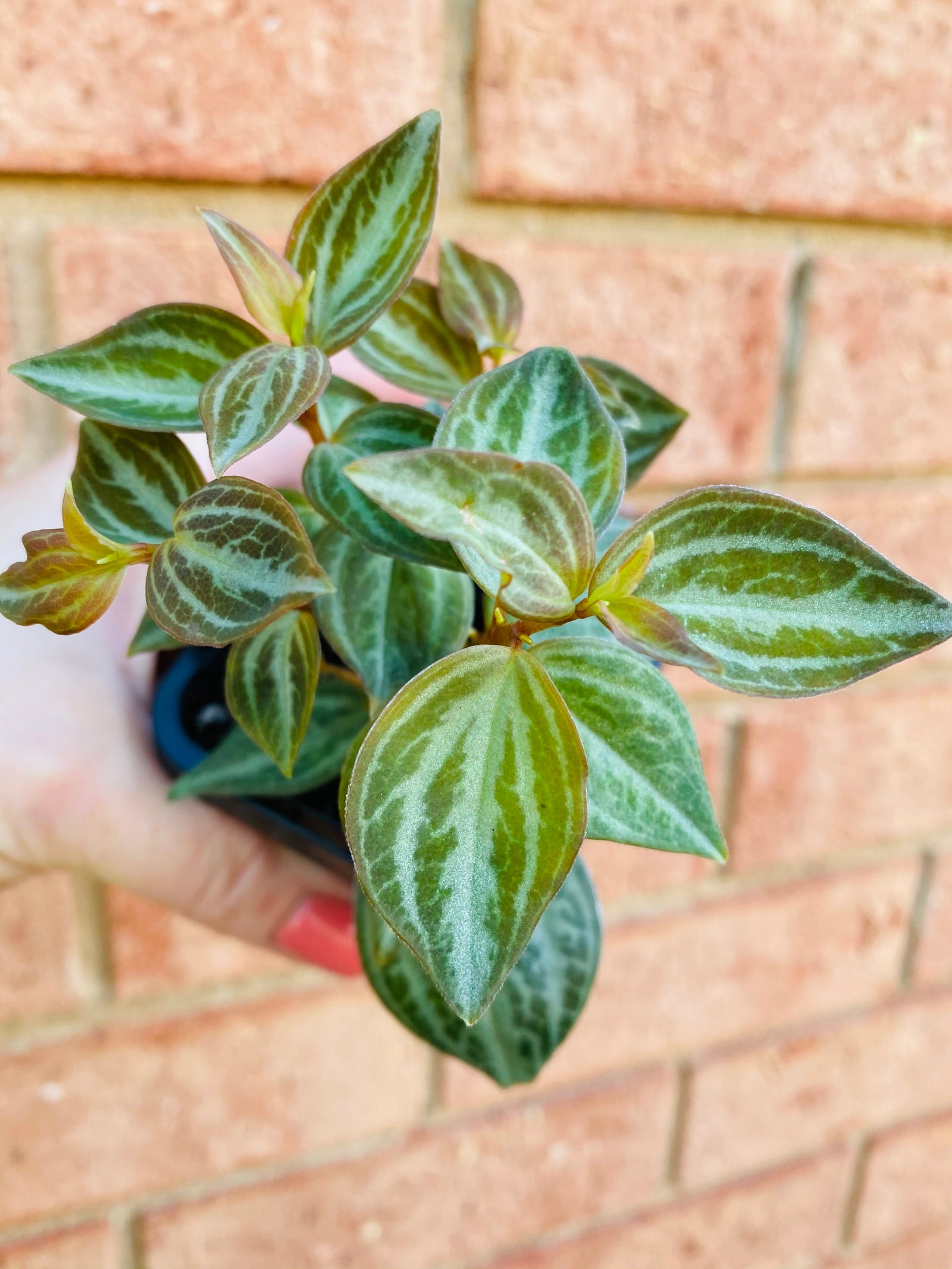 Peperomia - Trinervis