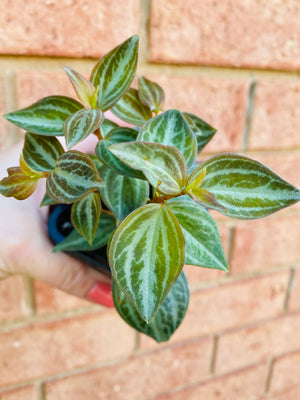 Peperomia - Trinervis