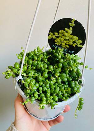 Senecio rowleyanus - String of Pearls