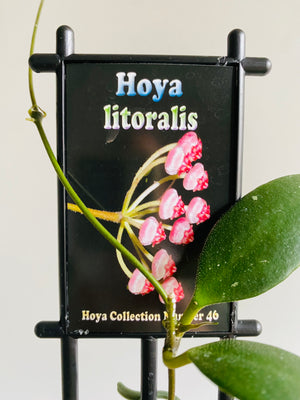 Hoya - Litoralis Collection No. 46