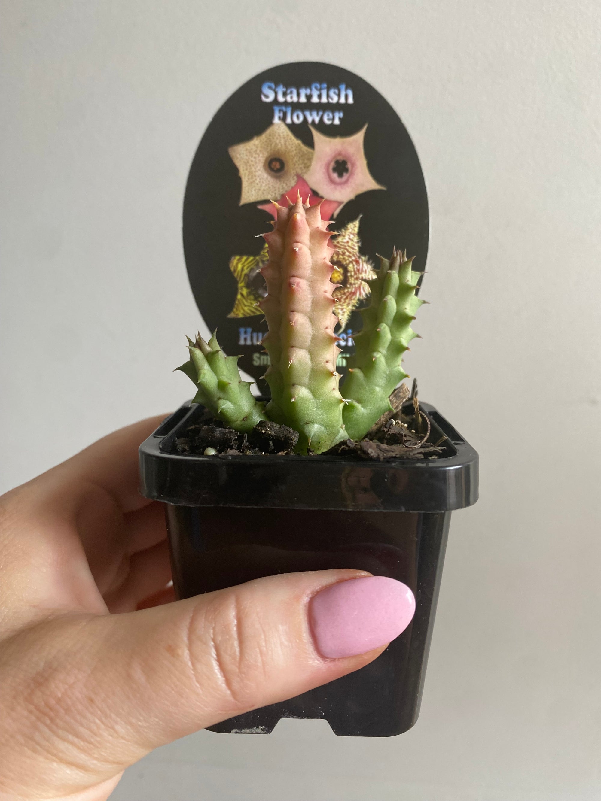 Huernia schniederiana - Starfish Flower Collection