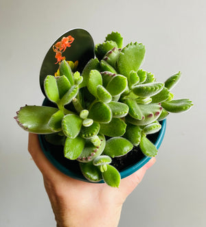 Cotyledon tomentosa subsp. ladismithiensis - 'Bear's Paw'