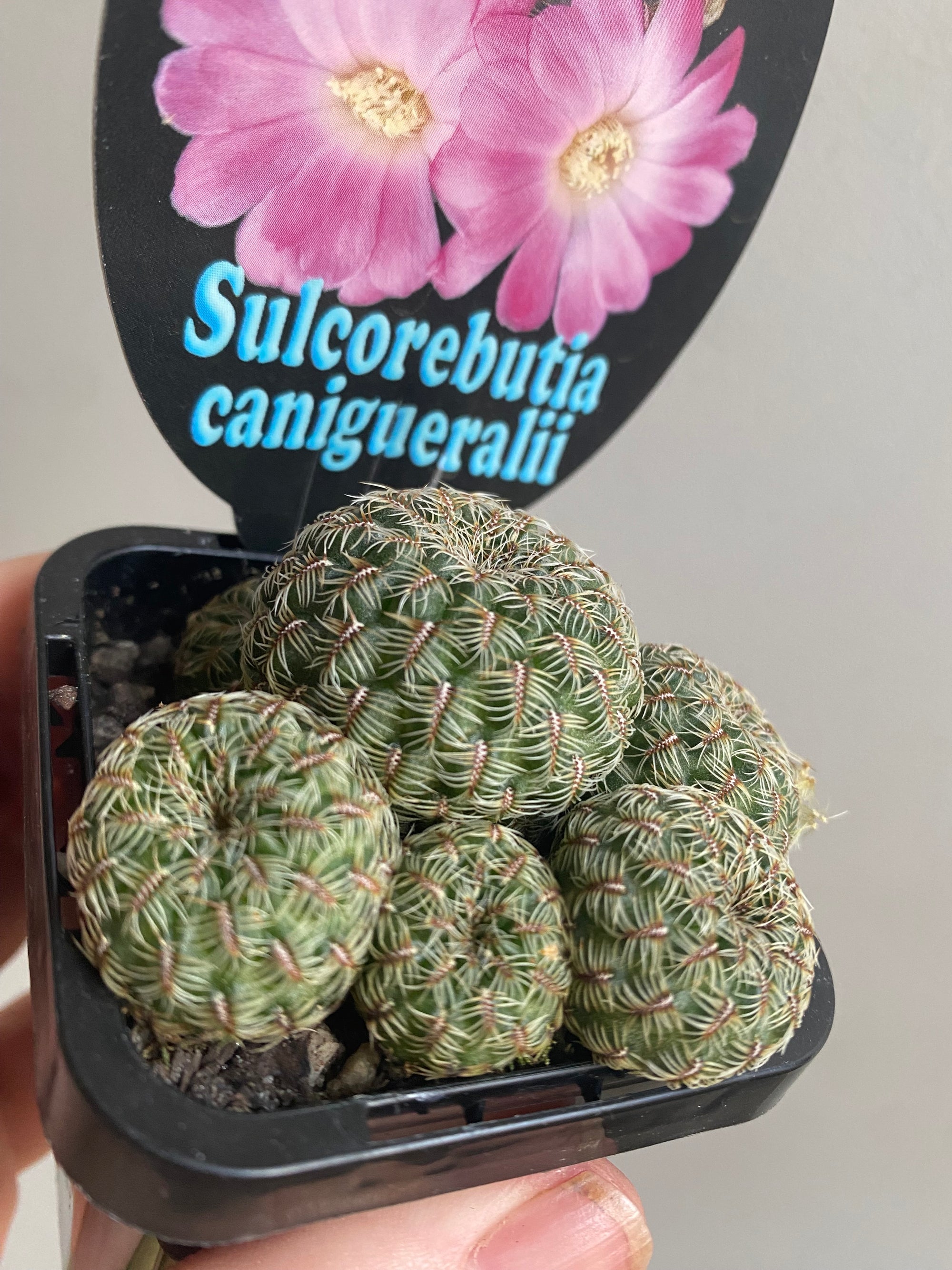 Sulcorebutia canigueralii