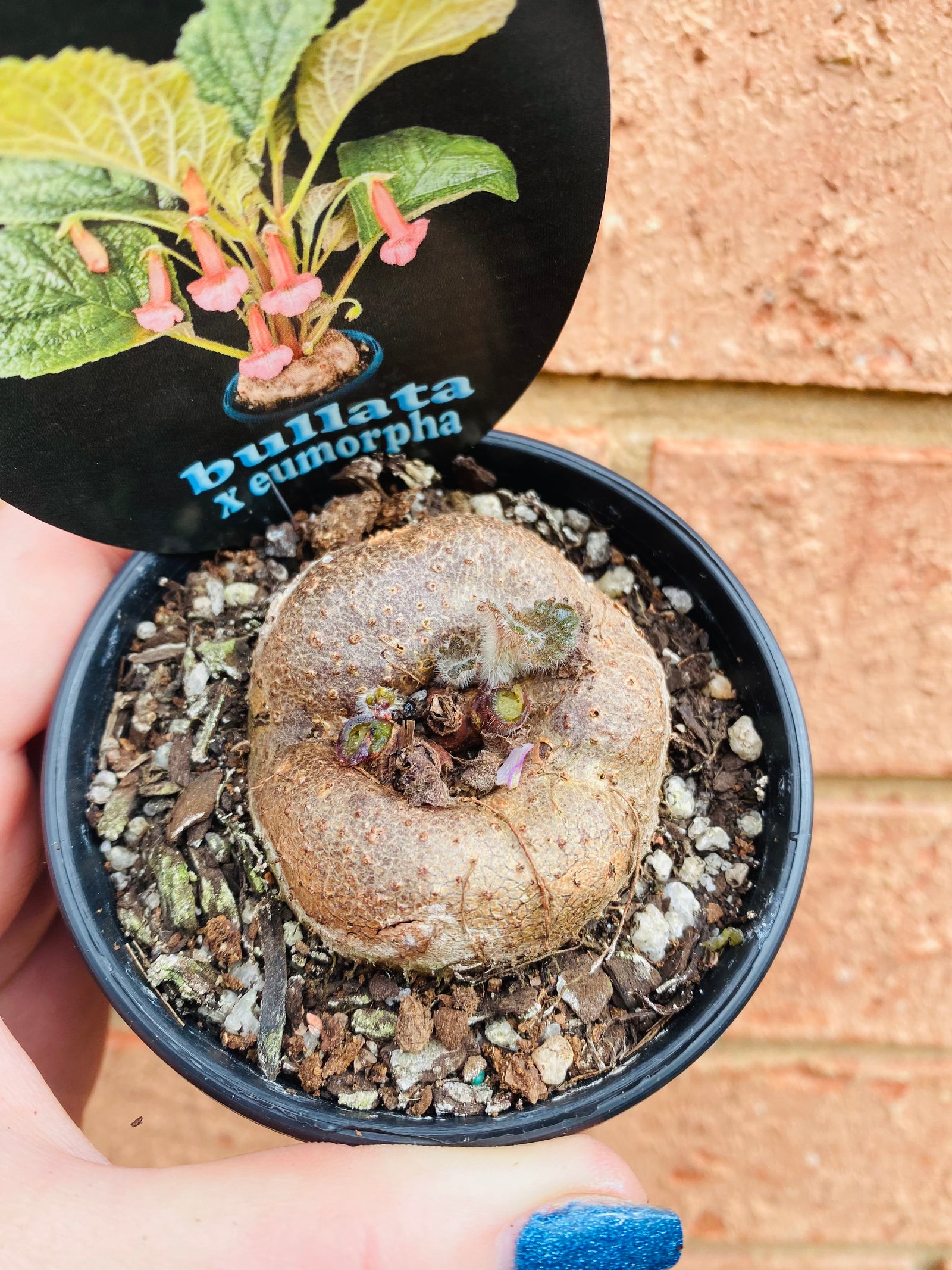 Sinningia hybrid - Bullata x Emorpha (white flower)