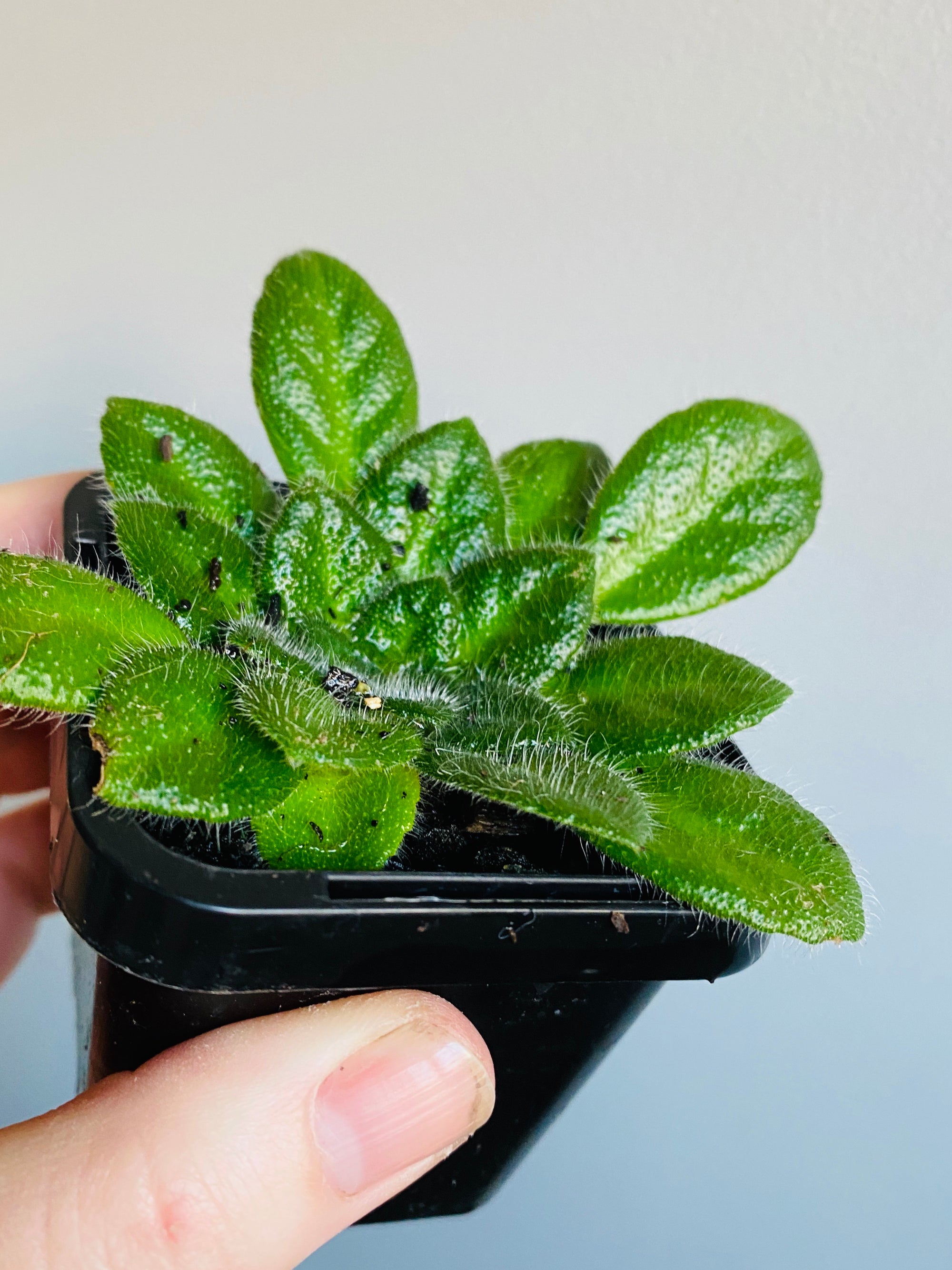 African Violet - Petrocosmea