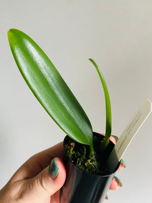 Bulbophyllum Elizabeth Ann 'Buckleberry'