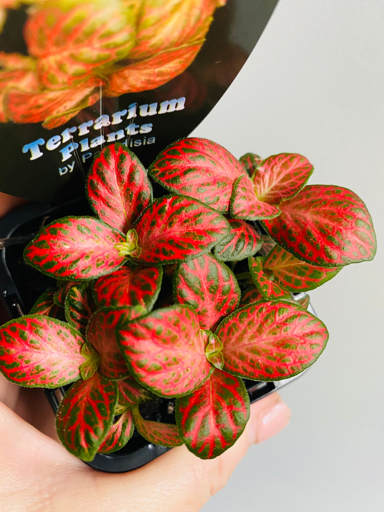 Fittonia - Sunshine # 8