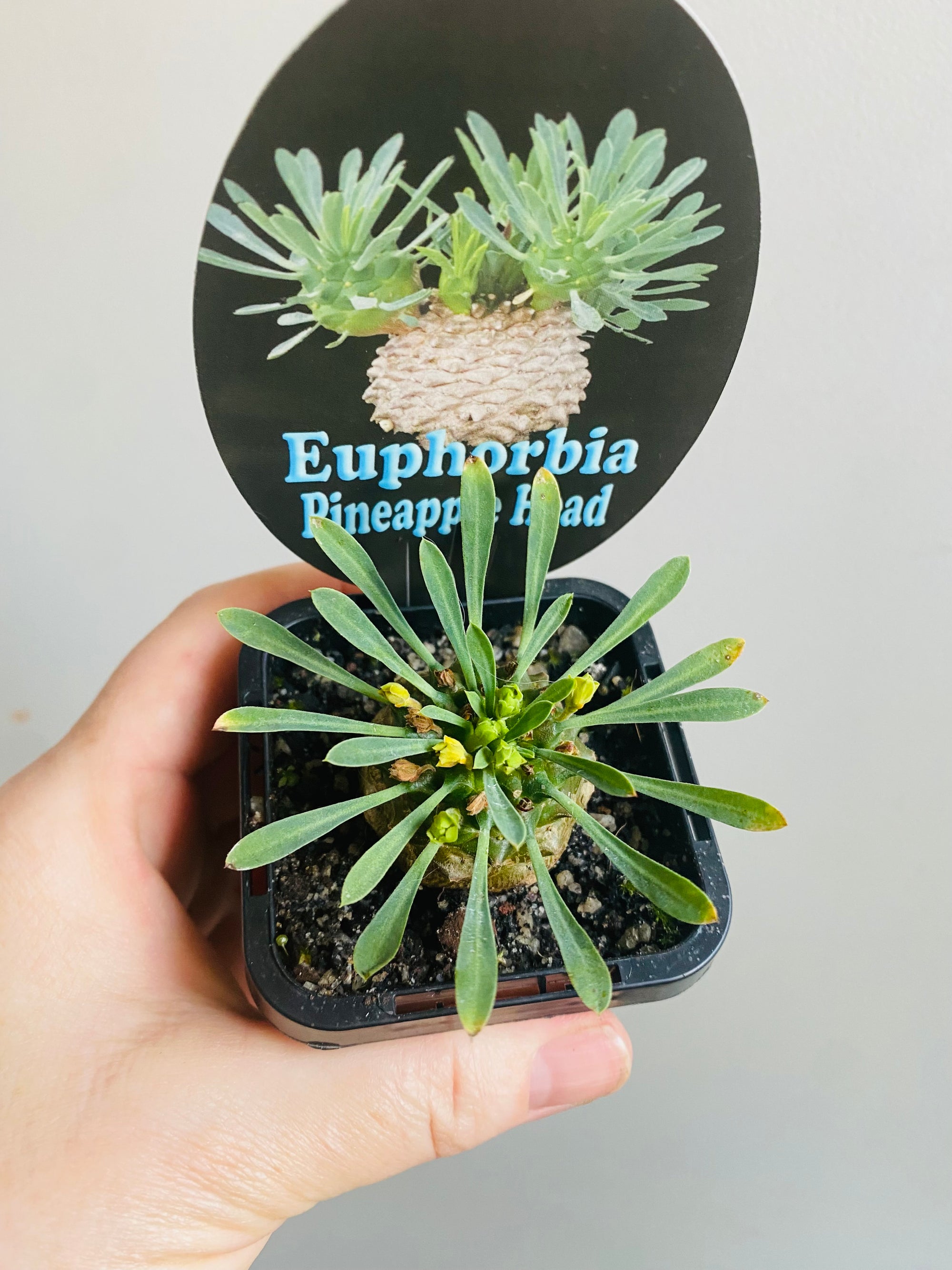 Euphorbia 'Pineapple Head'