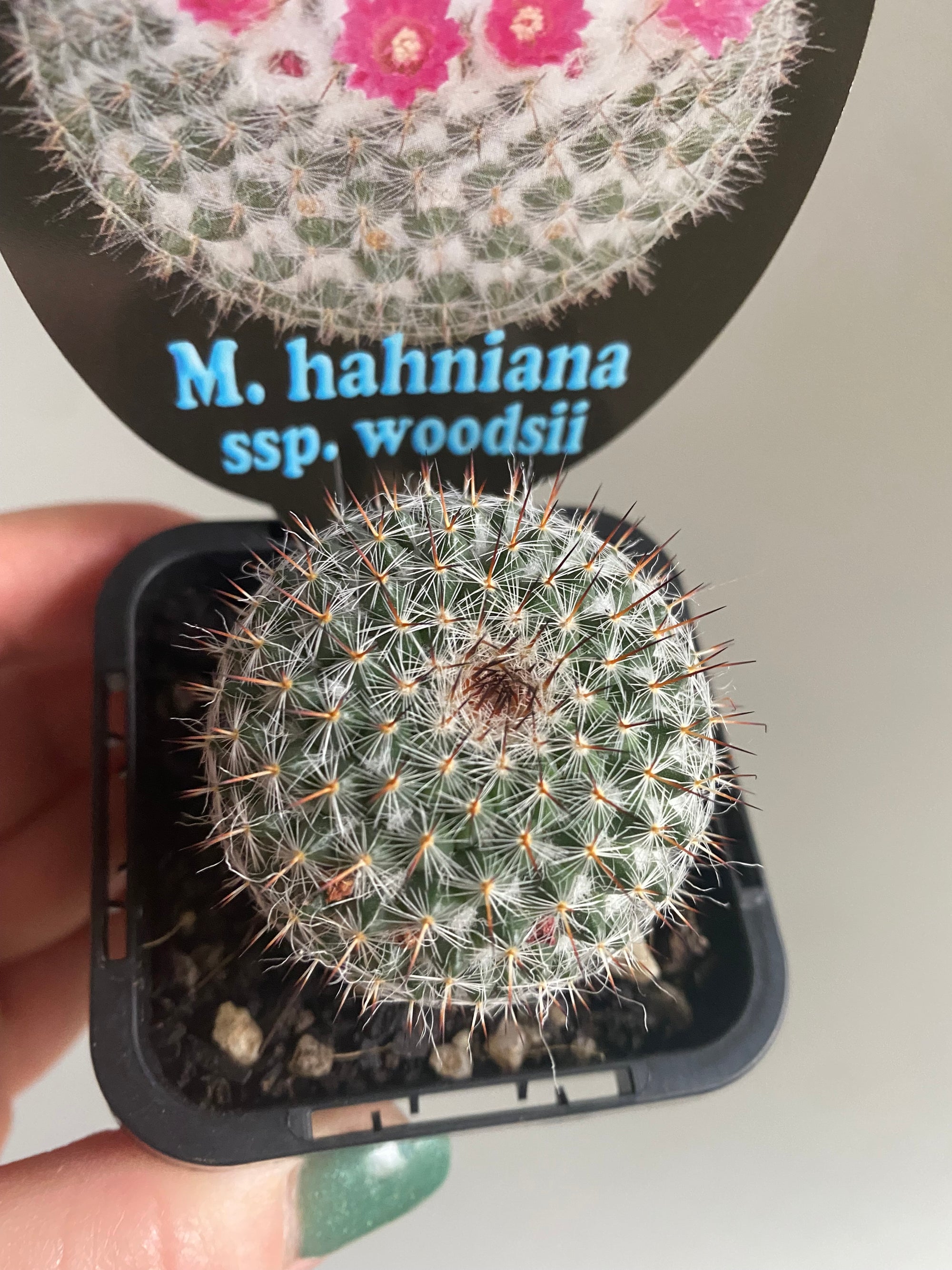 Mammillaria hahniana ssp woodsii