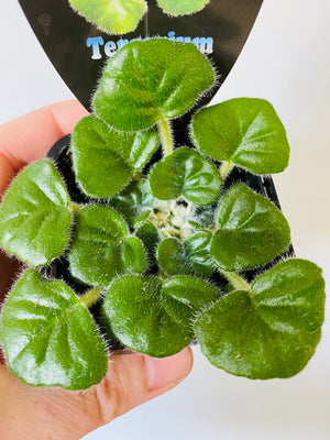 African Violet - Petrocosmea barbata