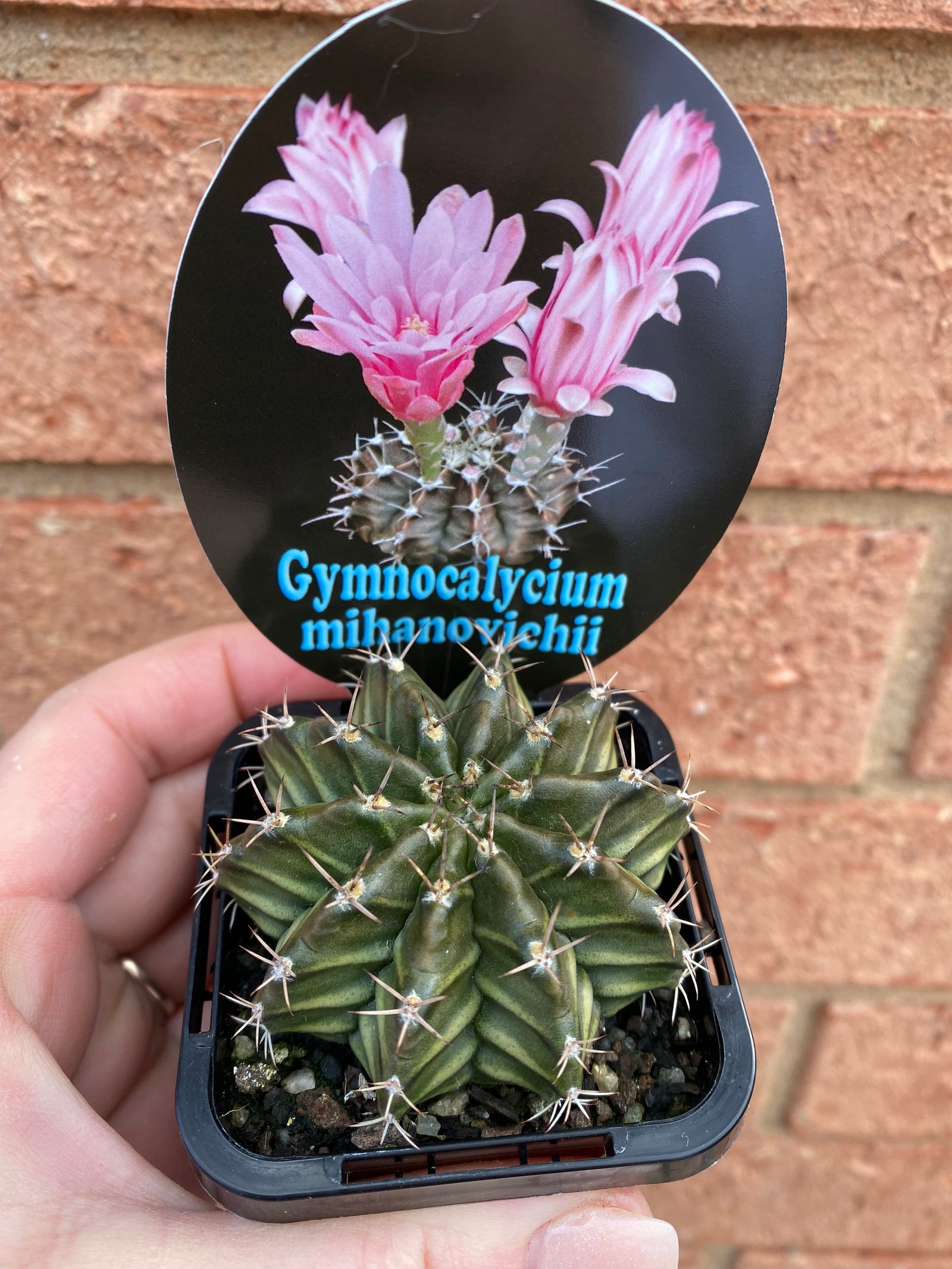 Gymnocalycium mihanovichii