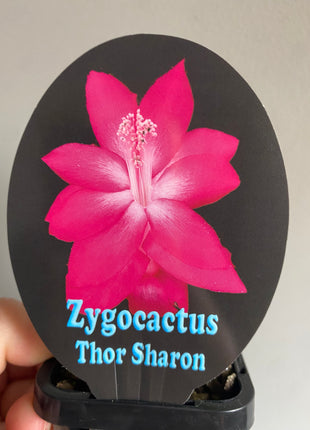 Schlumbergera Zygocactus varieties - 60mm Pot