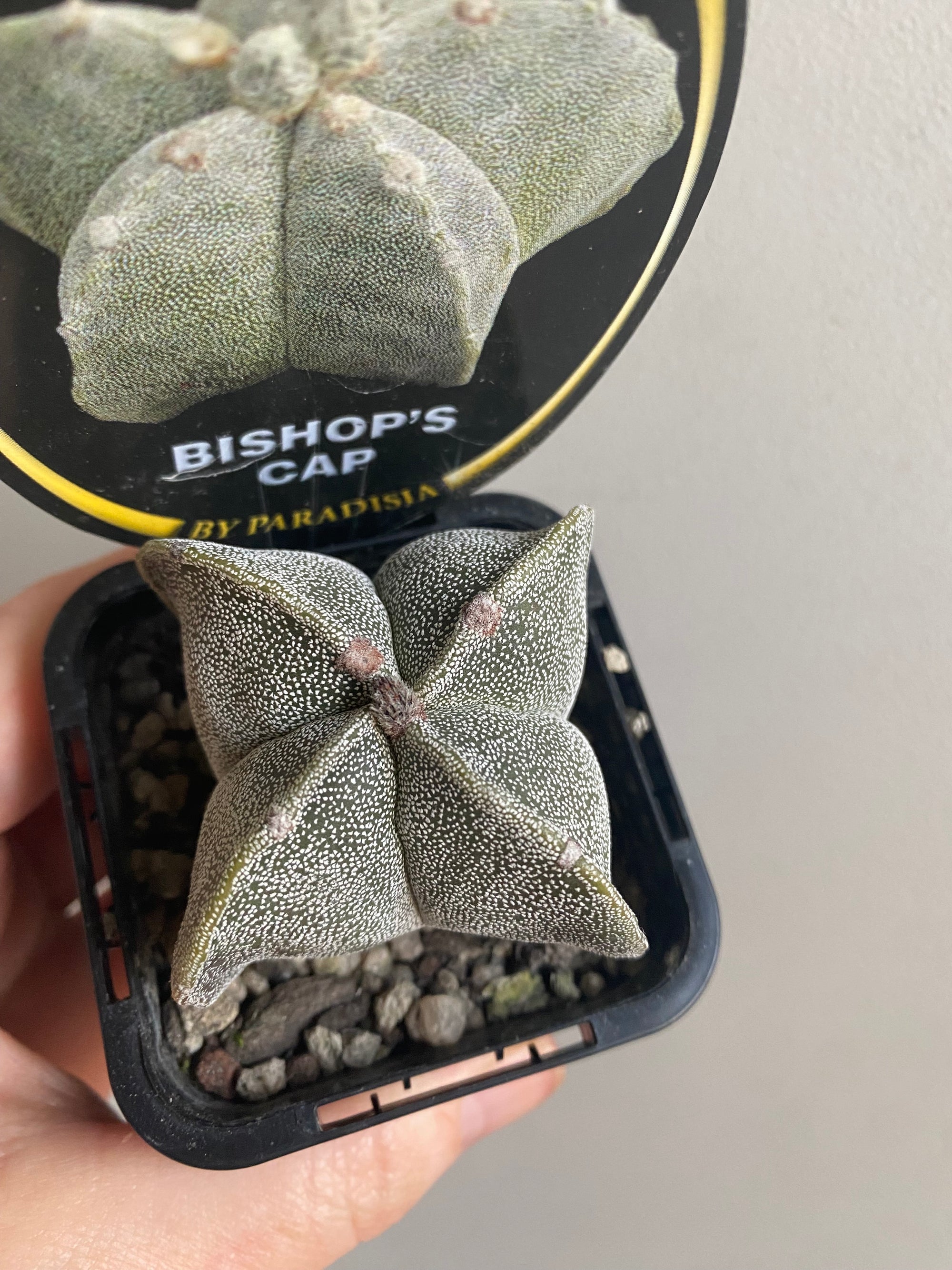 Astrophytum myriostigma - The Bishop's Cap