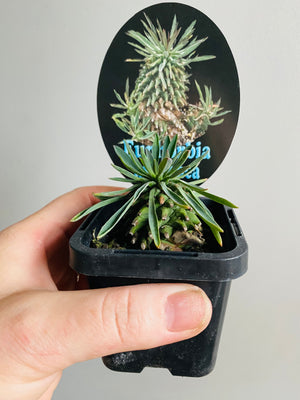 Euphorbia hypogaea