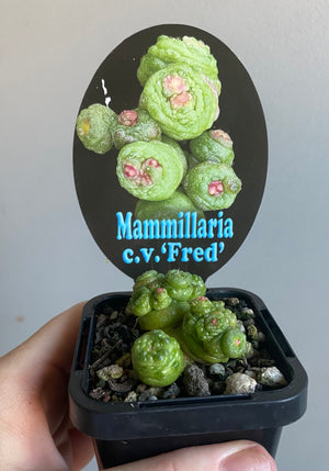 Mammillaria bocasana c.v. 'Fred'